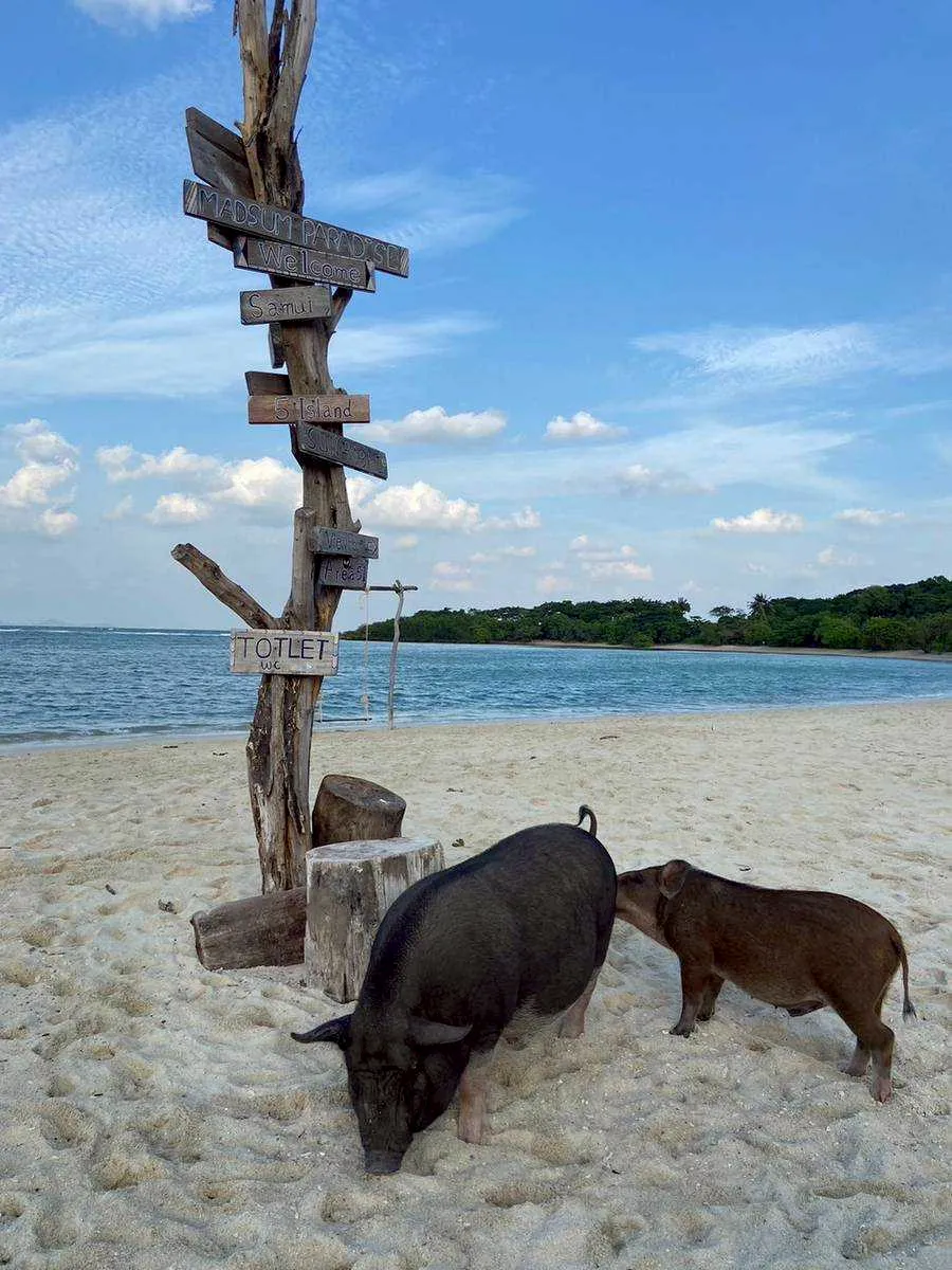 Sunset Snorkeling Trip Koh Mudsum Koh Tan by Speed Boat