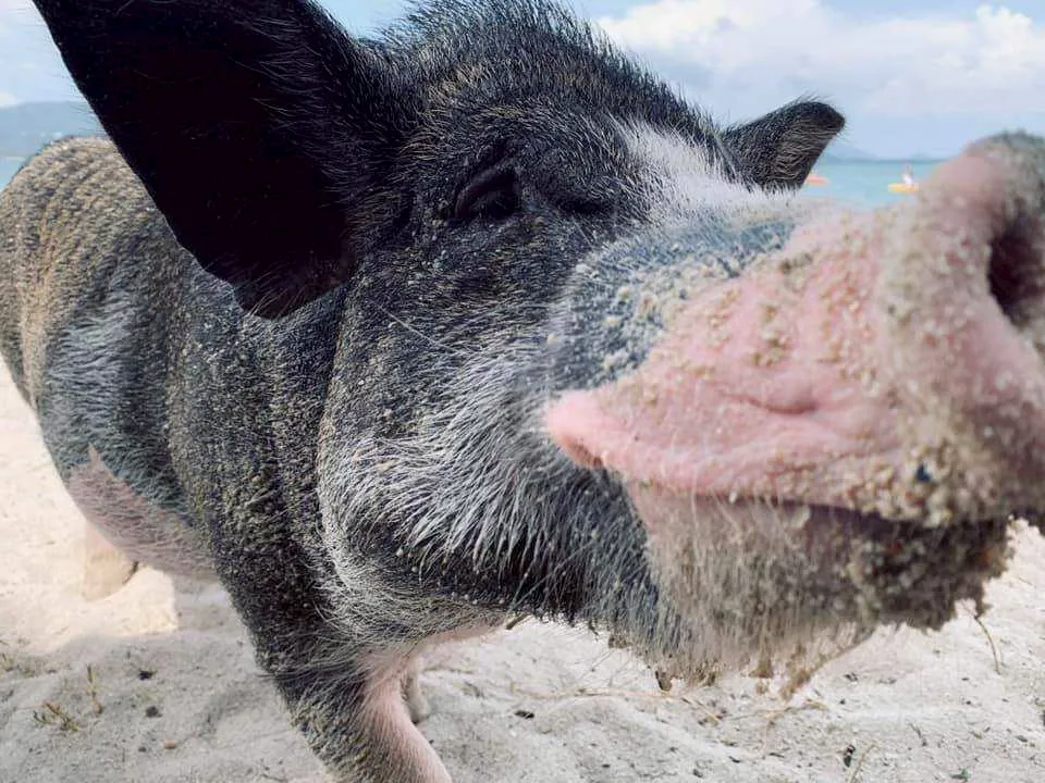 Sunset Snorkeling Trip Koh Mudsum Koh Tan by Speed Boat