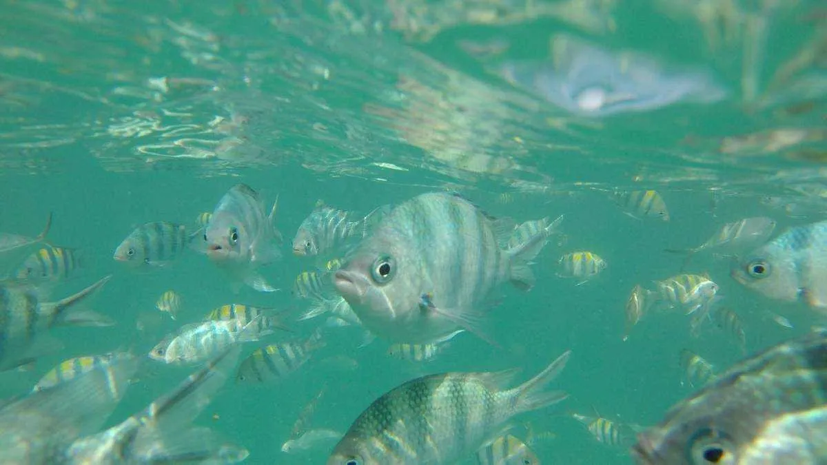 Sunset Snorkeling Trip Koh Mudsum Koh Tan by Speed Boat