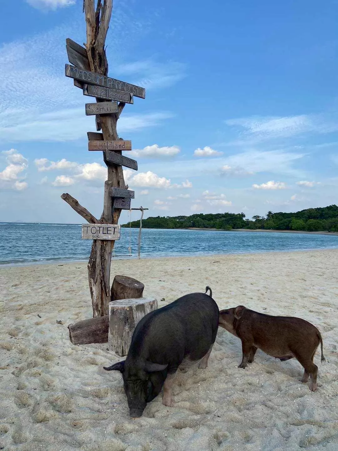 Half Day Snorkeling Trip Koh Mudsum Koh Tan by Speed Boat