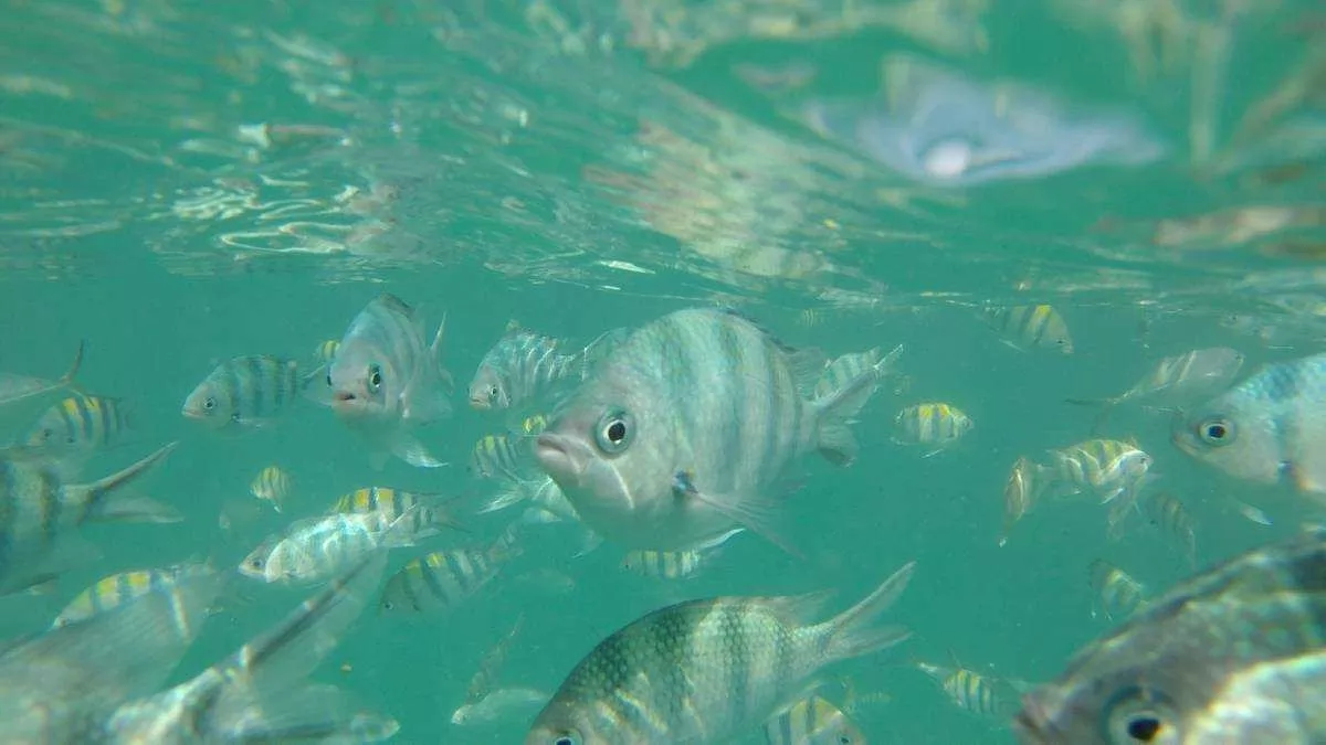 Half Day Snorkeling Trip Koh Mudsum Koh Tan by Speed Boat