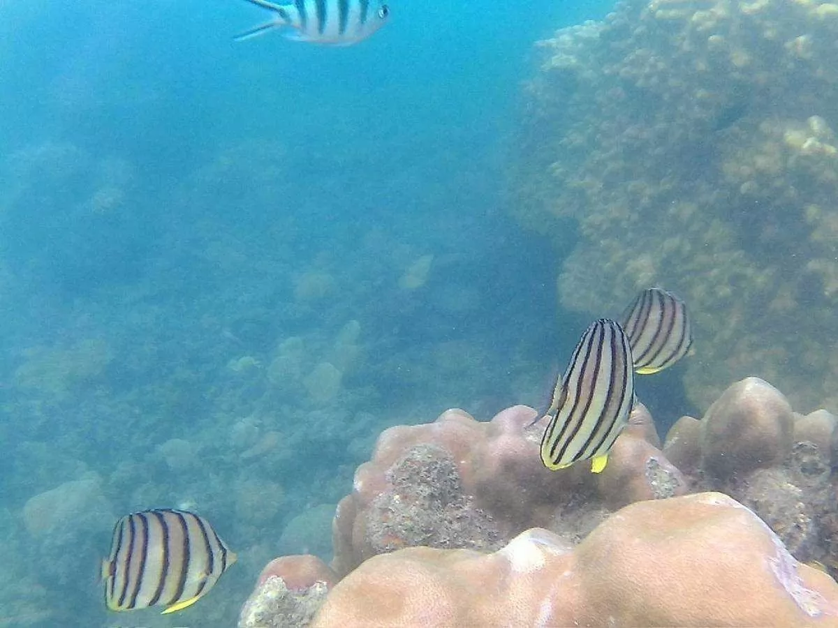 Half Day Snorkeling Trip Koh Mudsum Koh Tan by Speed Boat