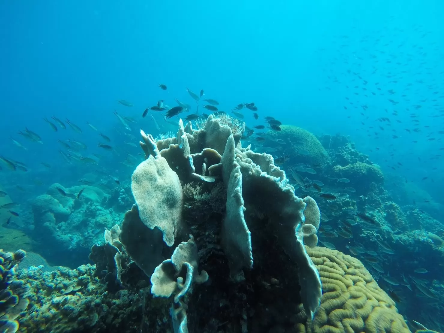 1 Day Trip Koh Tao Koh Nang Yuan by Speed Boat - Snorkeling