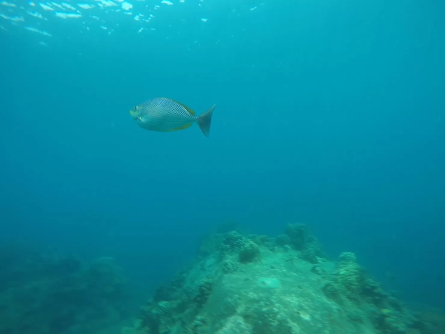 1 Day Trip Koh Tao Koh Nang Yuan by Speed Boat - Snorkeling