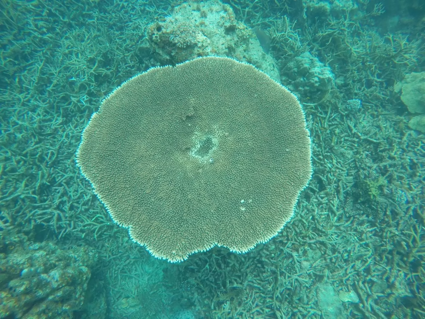 1 Day Trip Koh Tao Koh Nang Yuan by Speed Boat - Snorkeling