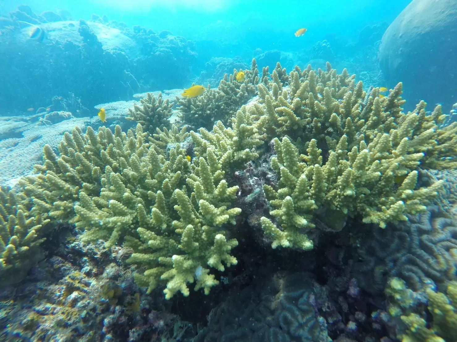 1 Day Trip Koh Tao Koh Nang Yuan by Speed Boat - Snorkeling