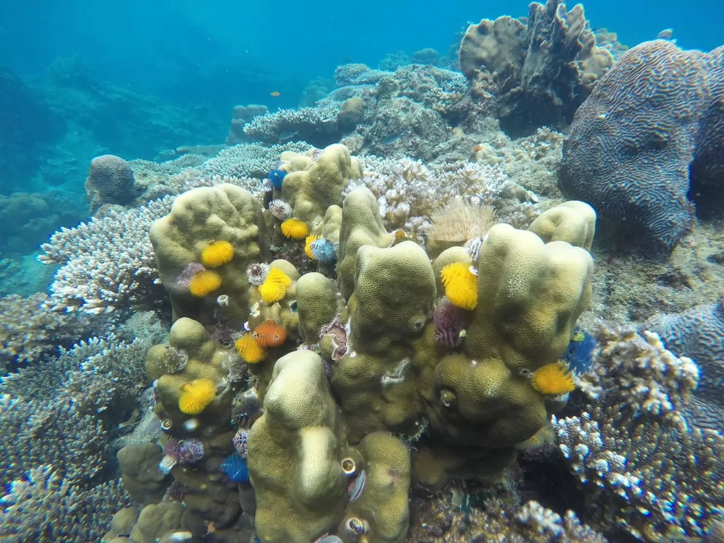 1 Day Trip Koh Tao Koh Nang Yuan by Speed Boat - Snorkeling