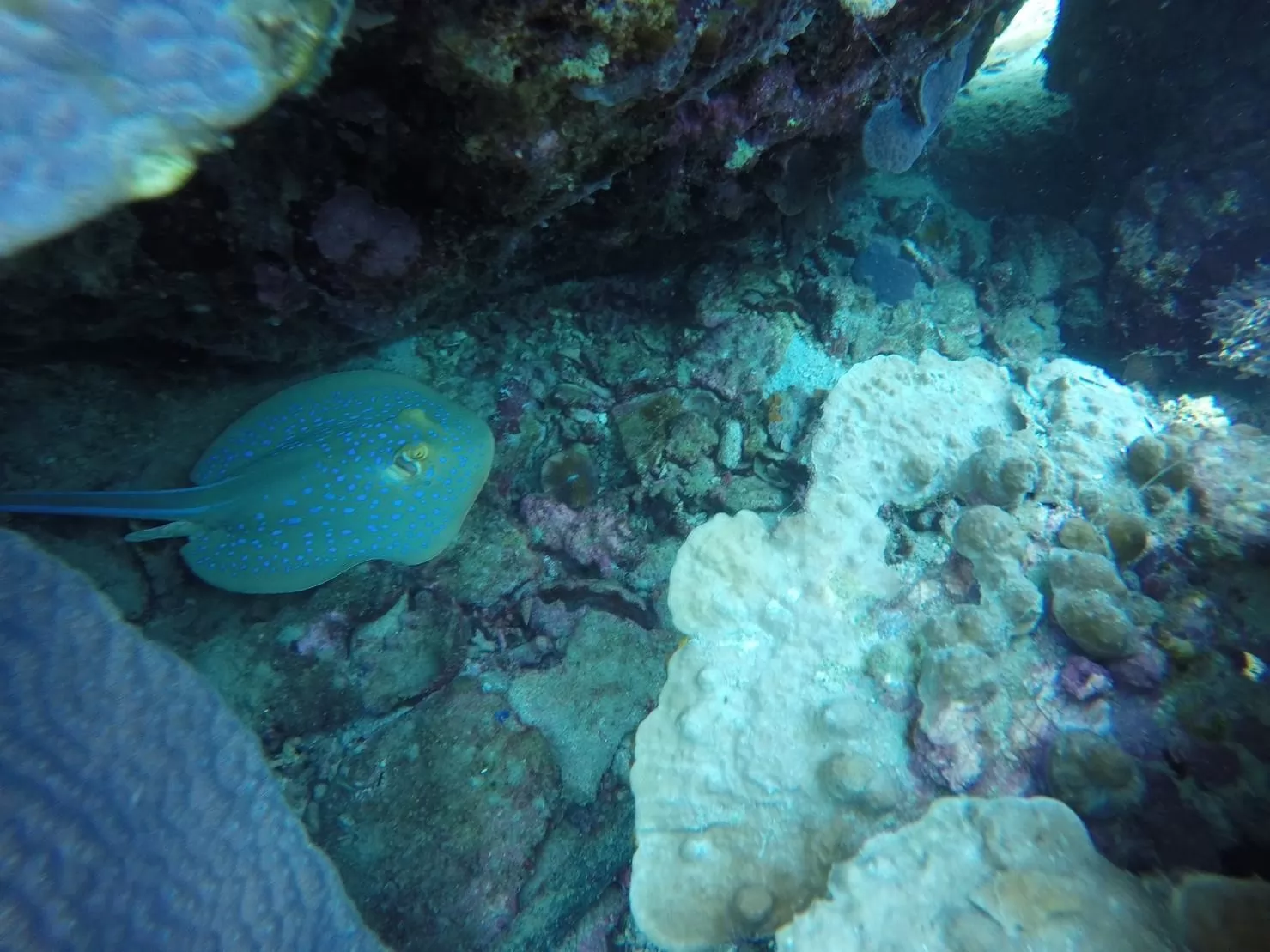 1 Day Trip Koh Tao Koh Nang Yuan by Speed Boat - Snorkeling