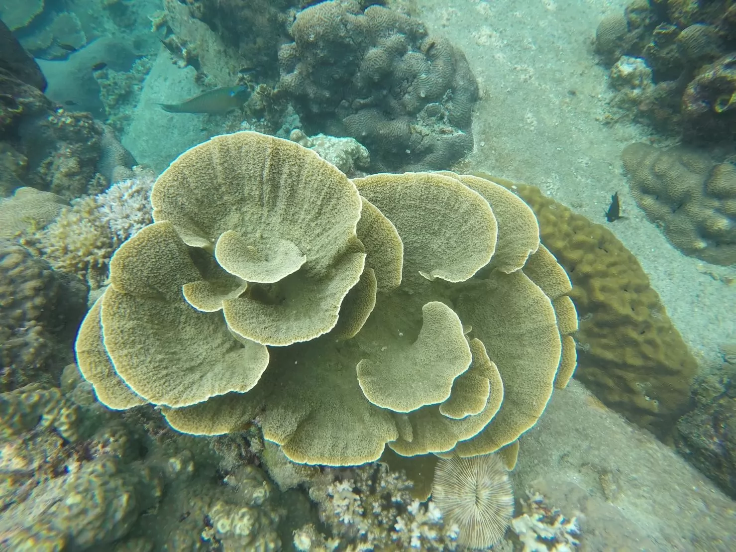 1 Day Trip Koh Tao Koh Nang Yuan by Speed Boat - Snorkeling