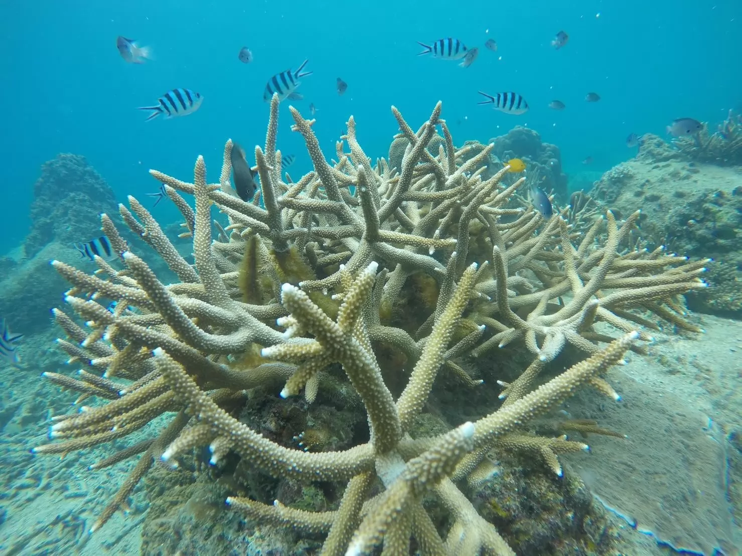 1 Day Trip Koh Tao Koh Nang Yuan by Speed Boat - Snorkeling