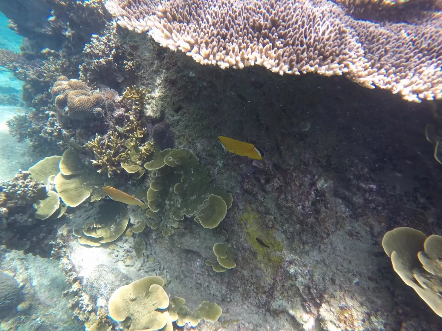 1 Day Trip Koh Tao Koh Nang Yuan by Speed Boat - Snorkeling