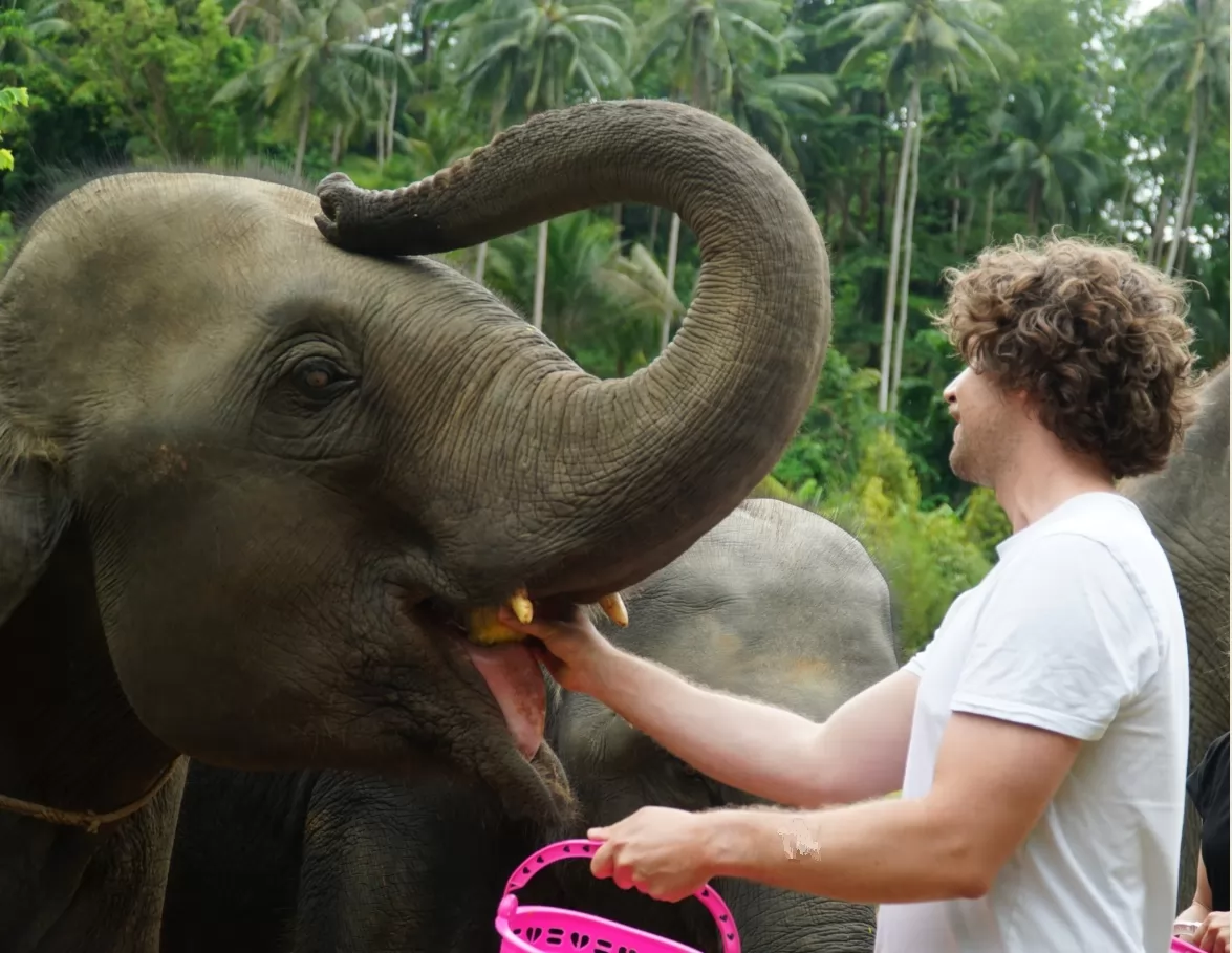 Elephant Cooking Adventure