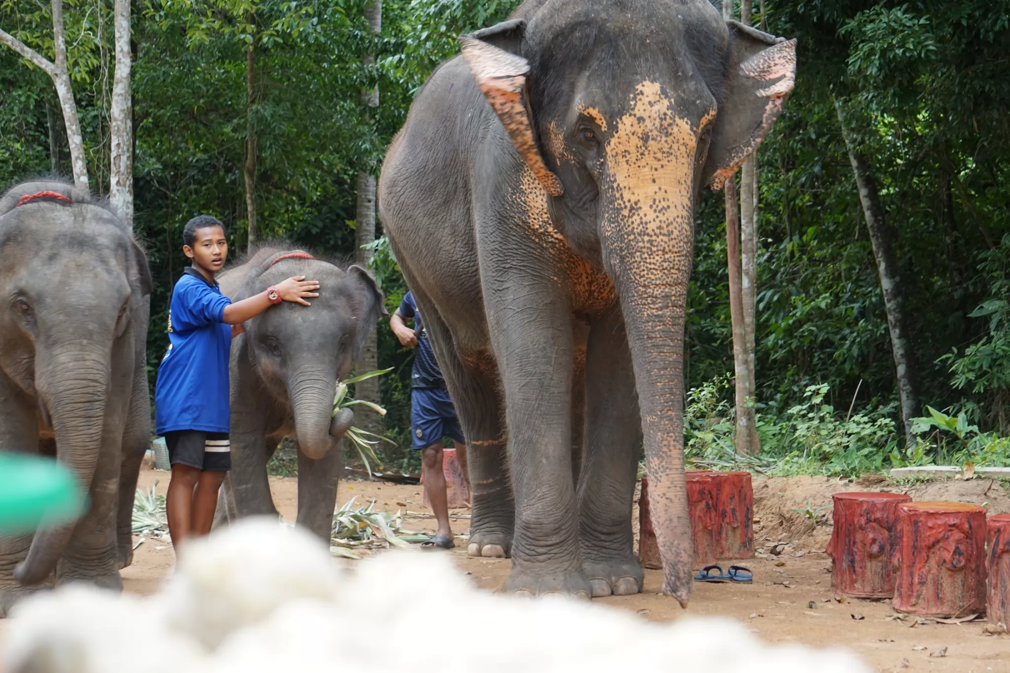 Elephant Cooking Adventure