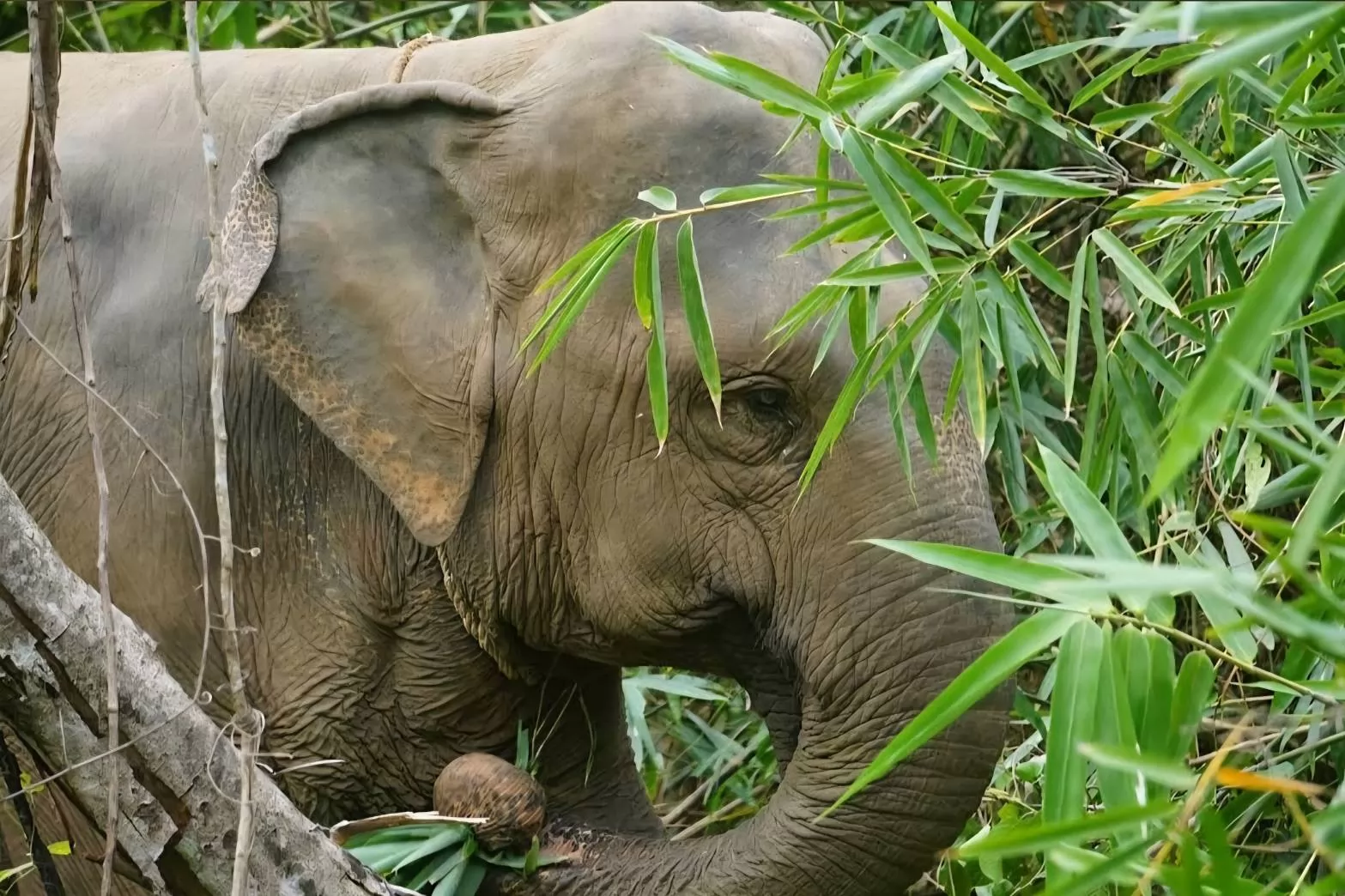 Samui Elephant Mud Spa