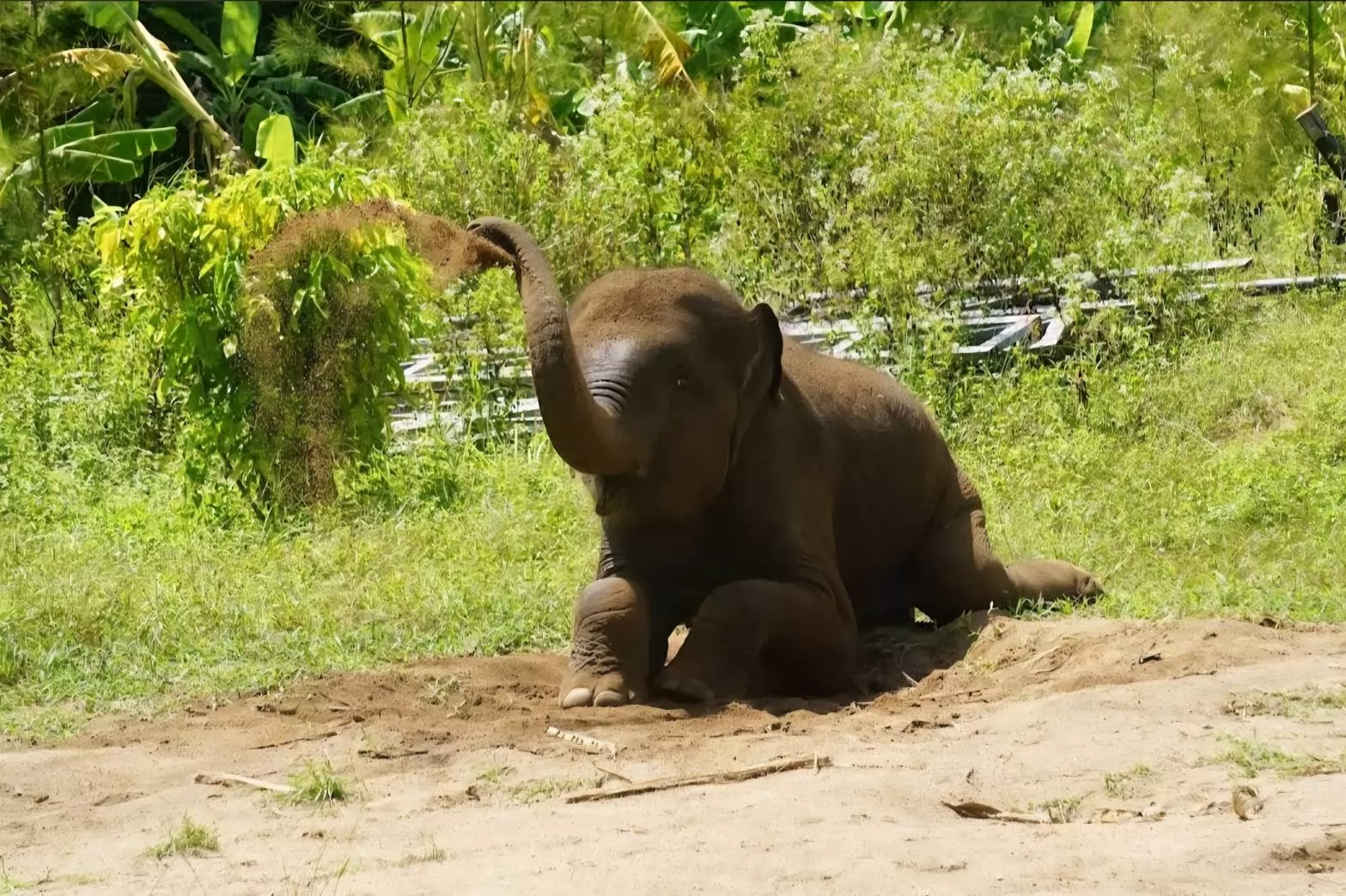 Samui Elephant Mud Spa