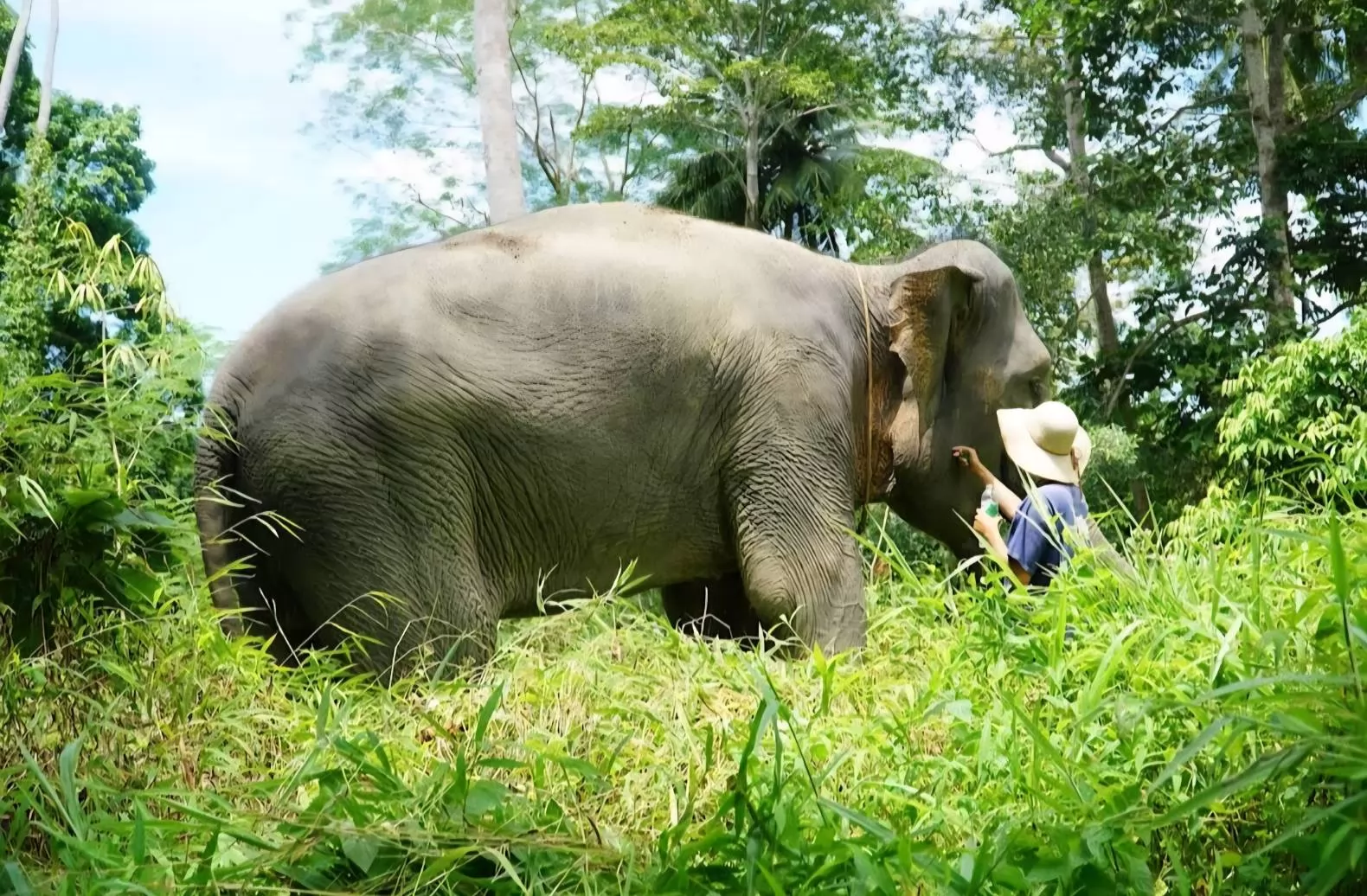 Samui Elephant Mud Spa