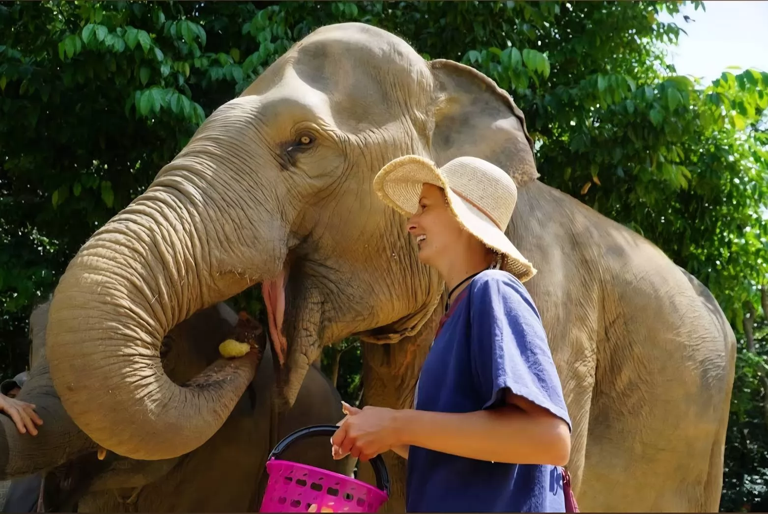 Samui Elephant Mud Spa