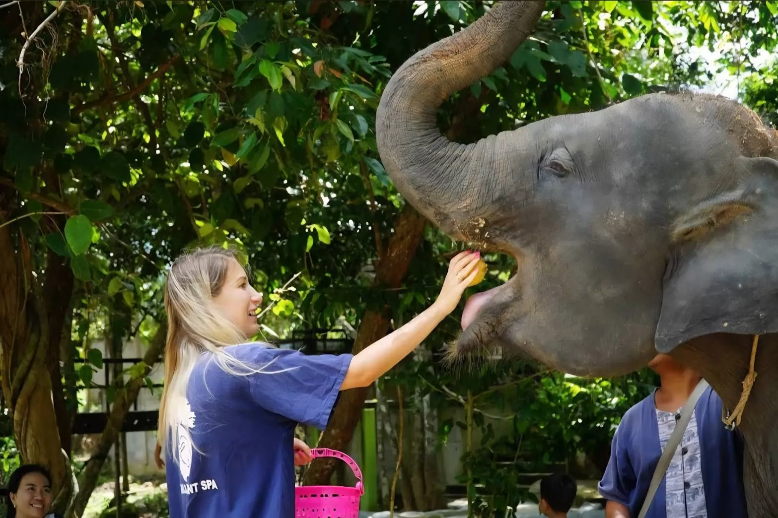 Samui Elephant Mud Spa