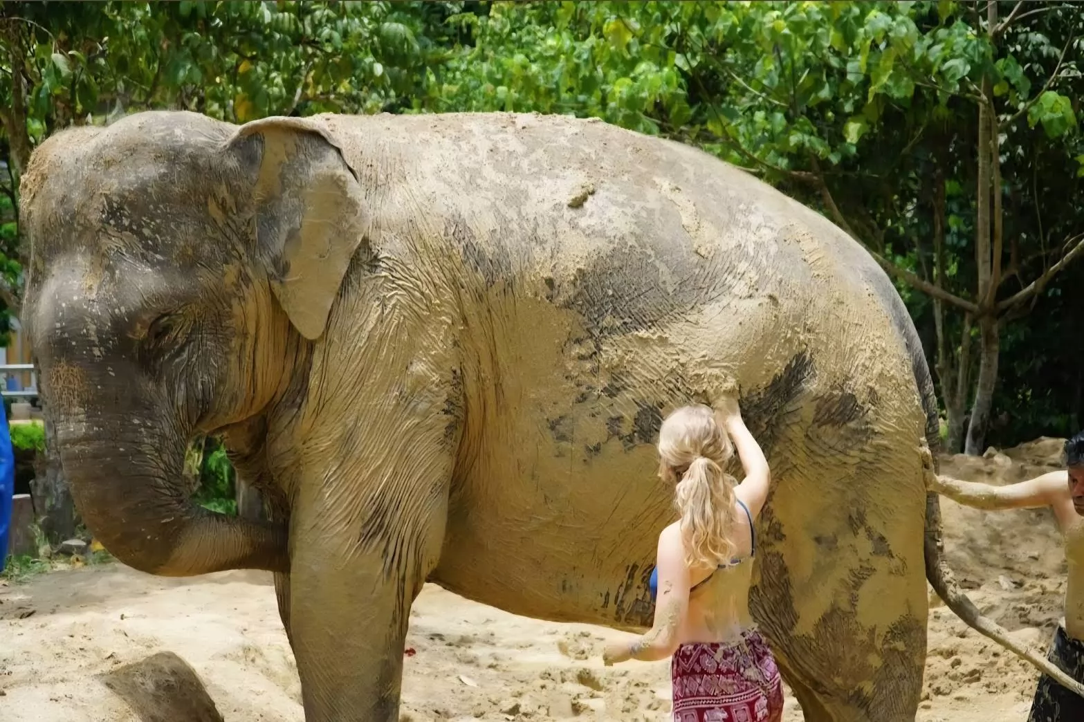 Samui Elephant Mud Spa