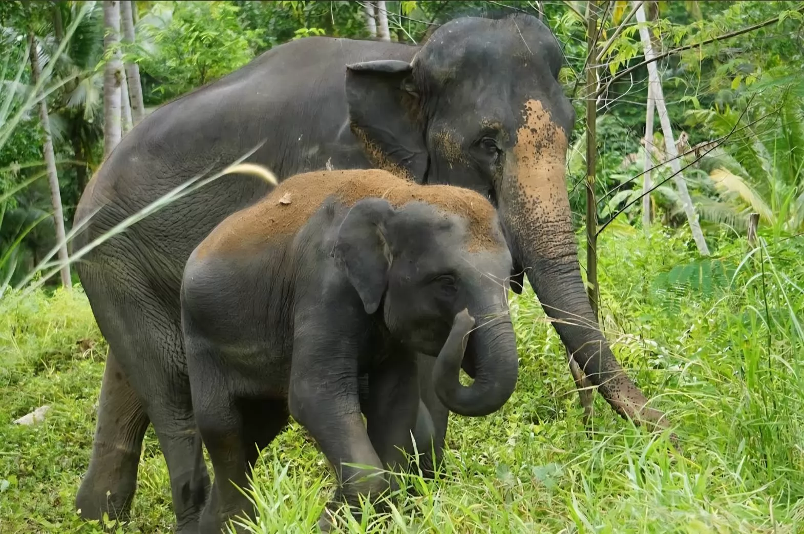 Samui Elephant Mud Spa
