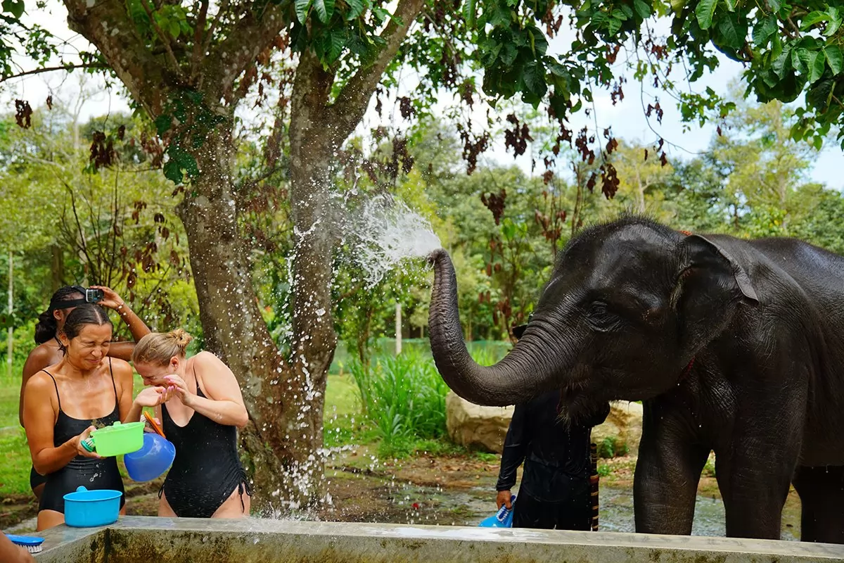 Feed and Shower Lovely Elaphant