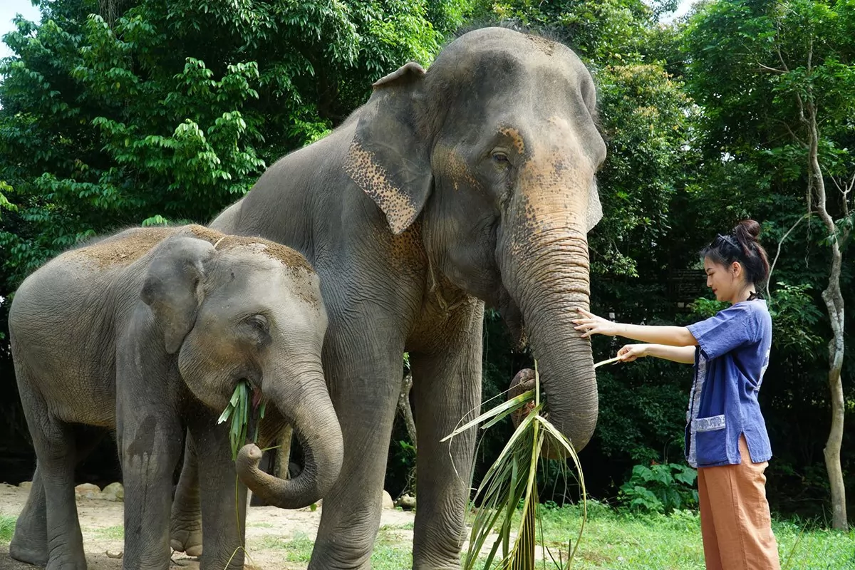 Feed and Shower Lovely Elaphant