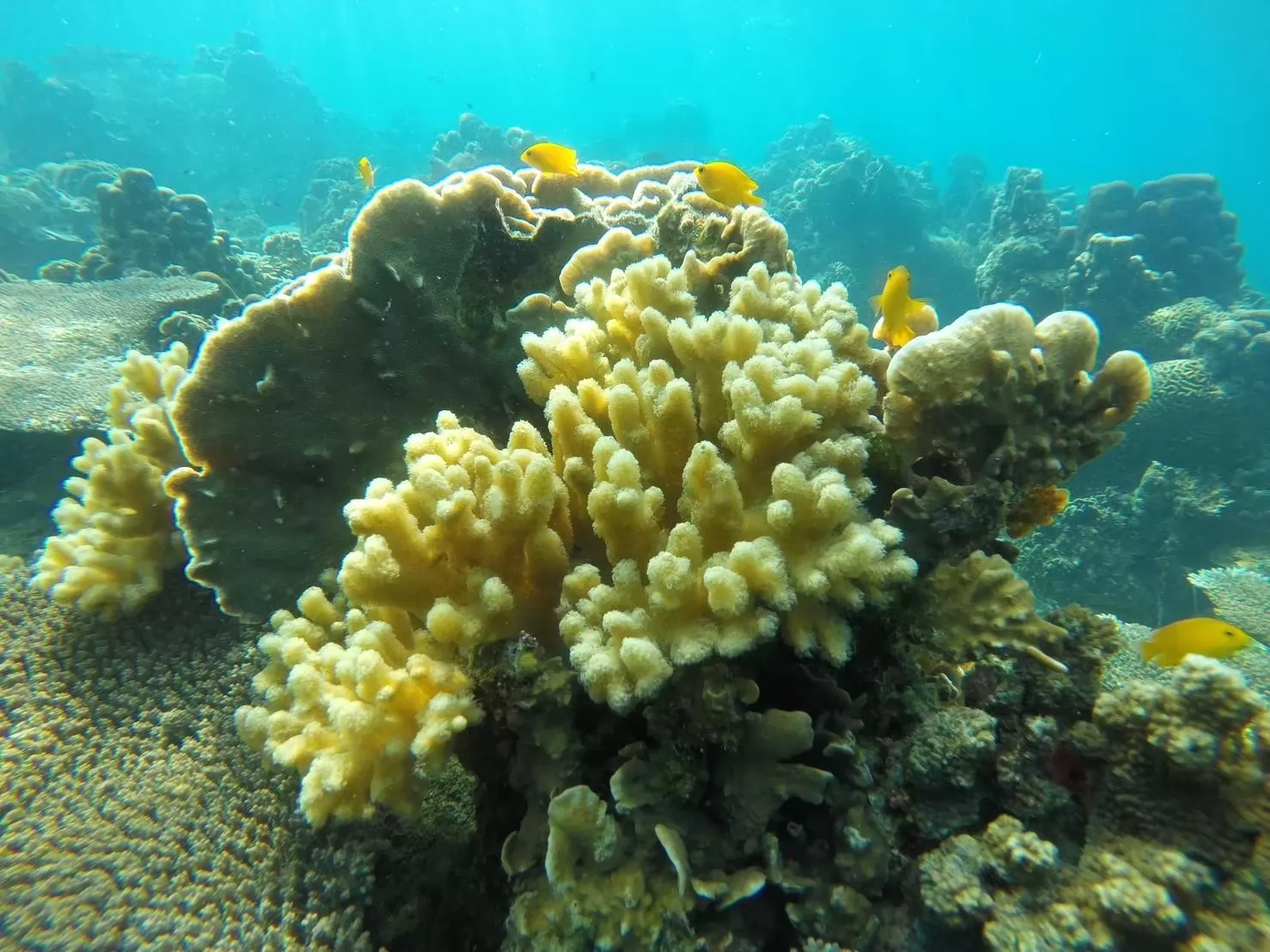 Package 3 Days 2 Nights Koh Samui - Koh Tao Koh Nang Yuan