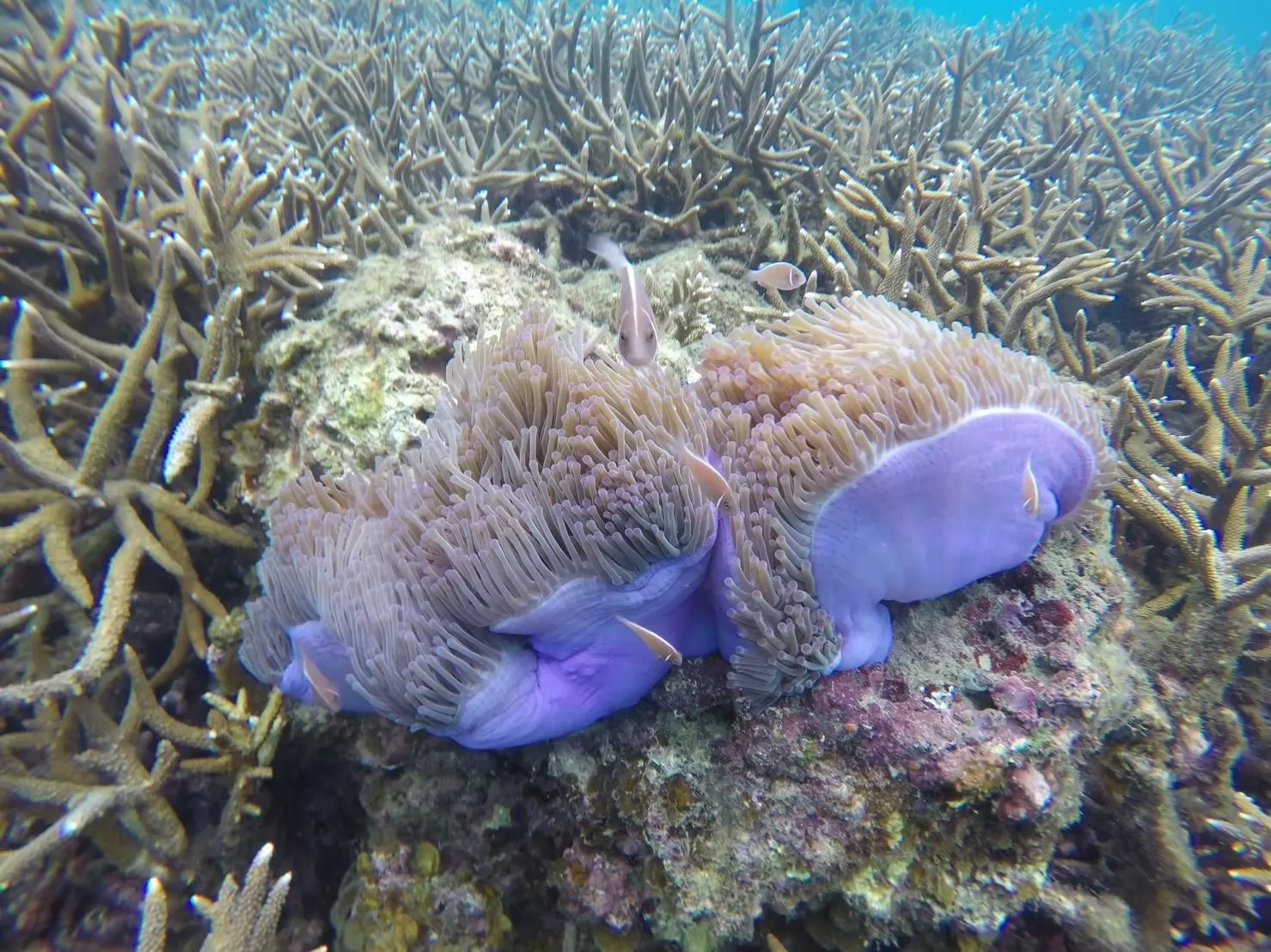 Package 3 Days 2 Nights Koh Samui - Koh Tao Koh Nang Yuan