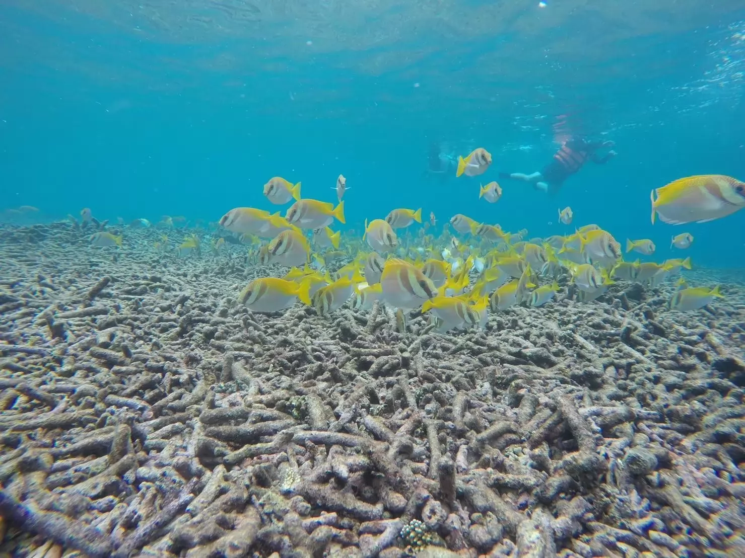 Package 3 Days 2 Nights Koh Samui - Koh Tao Koh Nang Yuan